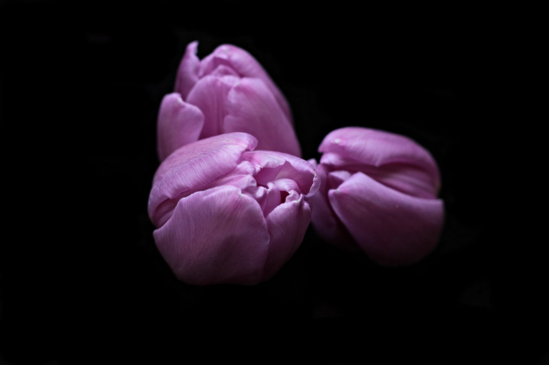 purple tulips, greeting card, tulip heads, tulip flower, tulips, spring, plant, 5K, three, inflorescence, studio shot, rose - flower, nature, breeding tulip