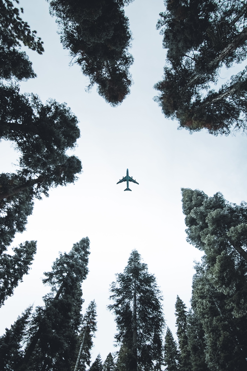 on the move, nature, 5K, tree, airplane, motion, plane, mid-air, forest, directly below, scenic, trees, outdoors, growth, sky, no people, transportation system