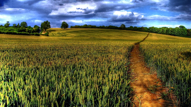 colorful, fields, rich, lscape, low level, wheat, sizing, 1080P, 3d and abstract, lush, ground level, beautiful