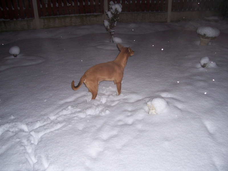garden, sy, animals, cold, walking, 2K, christmas, snow