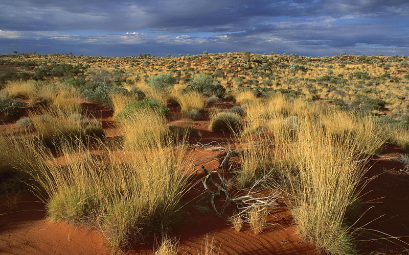 sy, clouds, nature and landscapes, little, australia, desert, grass, bushes, 1080P