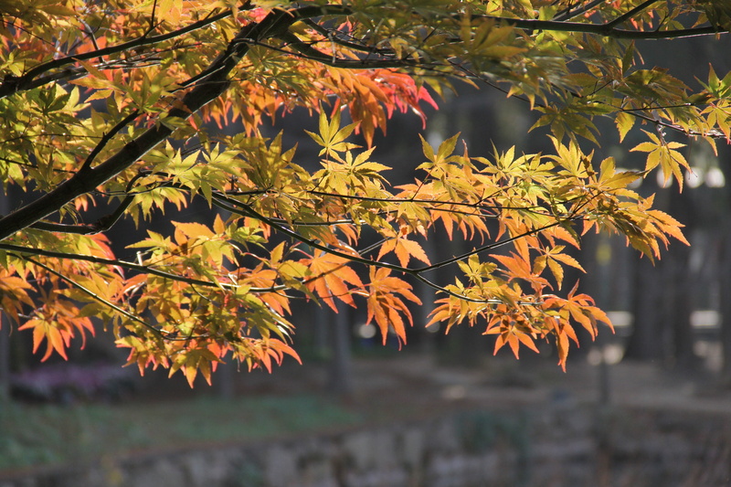 leaf, leaves, maple leaf, beauty in nature, no people, outdoors, close-up, plant, maple tree, garden, spring, autumn, nature, plant configuration, branch