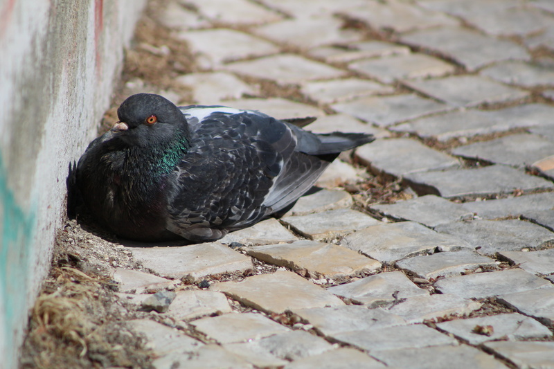 illustration, paving stone, brown, bird, animal wildlife, cobblestone, wing, pigeon, beautiful, outdoors, nature, image, peace, footpath, white, encyclopedia