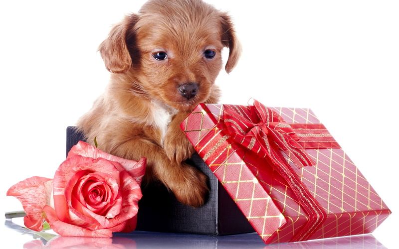 golden, pets, ribbon, studio Shot, humor, bow, christmas, animal, dog, looking, domestic, 2K, fun, gift, birthday, retriever, surprise, white Background