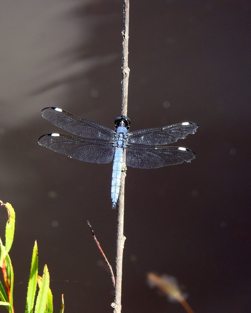 animal wildlife, one animal, united states, insect, no people, 2K, day, animal themes, beauty in nature, focus on foreground, animal wing, animal, nature