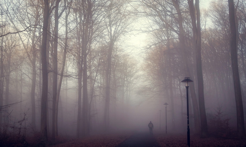 plant, non-urban scene, day, outdoors, winter, tranquility, woodland, forest, mettlach, tranquil scene, tree, cold temperature, bare tree, germany, fog