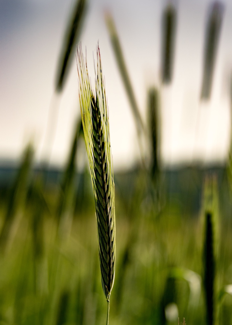 green, rural Scene, 4K, ripe, close, outdoors, Mettlach, photography, Bokeh, nature, close-up photography, food, Halm, sky, crop, summer, seed, leaf, farm