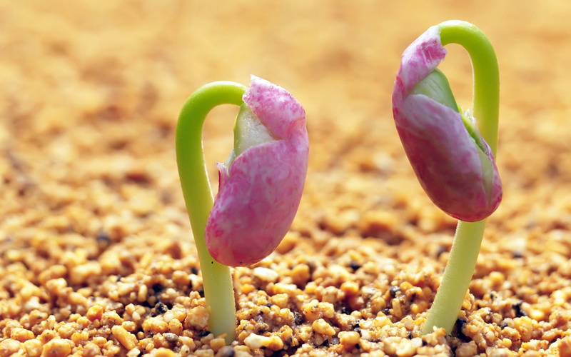 red, bud, food, fragility, pink color, day, close-up, nature, beauty In Nature, seed, beginnings, tulip, vulnerability, outdoors, leaf, germ, macro, springtime