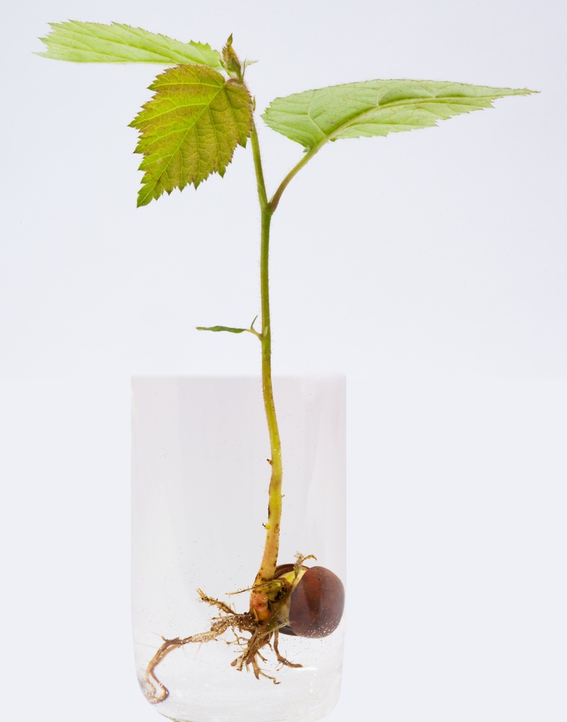 green, water, root, root system, animal themes, animal wildlife, seedling, air, studio shot, macro, animals in the wild, germ, green color, nature, white background