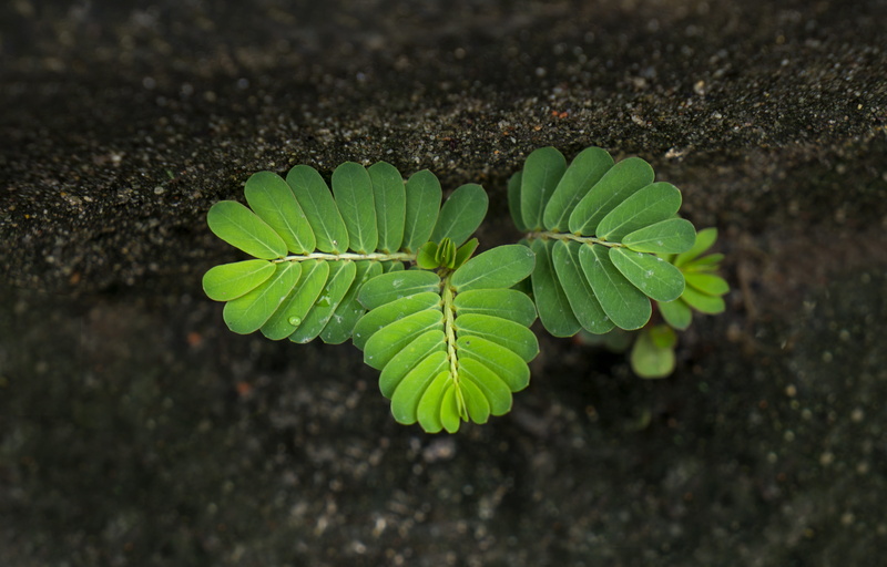 field, dirt, beauty in nature, tamarind tree, life, freshness, plant part, flower, directly above, close-up, no people, cliff, day, nature, growth, 4K