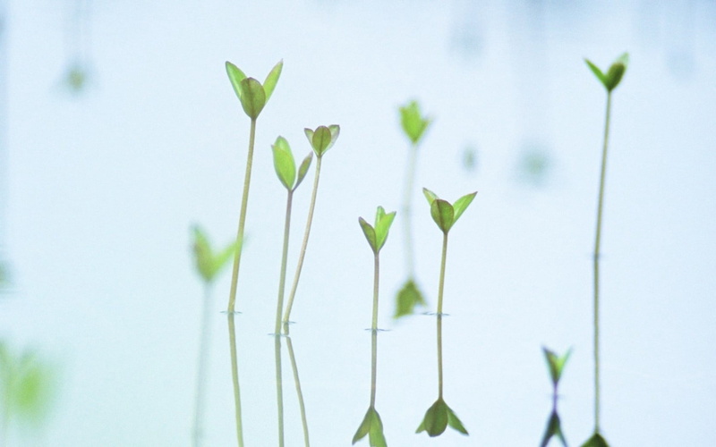 germ, nature, reflection, plant part, close-up, 720P, selective focus, beauty in nature, freshness, green, herbal medicine, outdoors, day, flower, herb