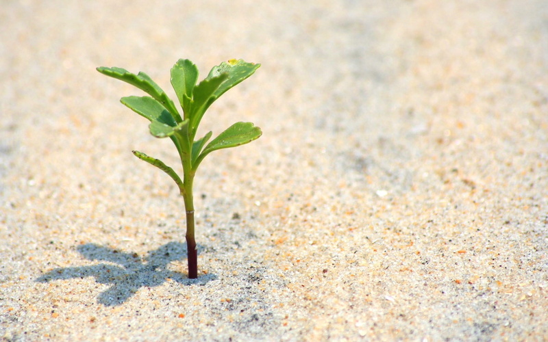 summer, dirt, leaf, copy space, beach, environment, growth, agriculture, no People, selective focus, close-up, new Life, plant, food and drink, germ, backgrounds