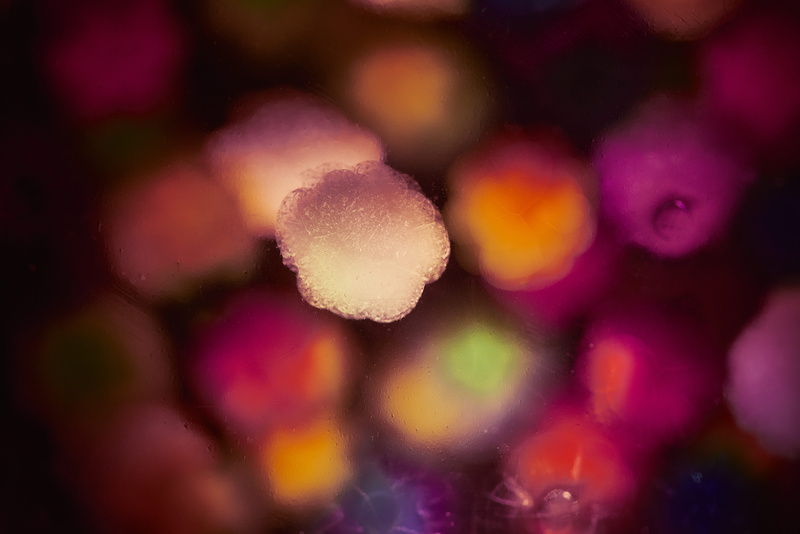 close-up, cell, vegetable, medical, allergens, no people, 5K, macro, pollen, abstract, defocused, indoors, flower, molecules, light, food, snow, selective focus
