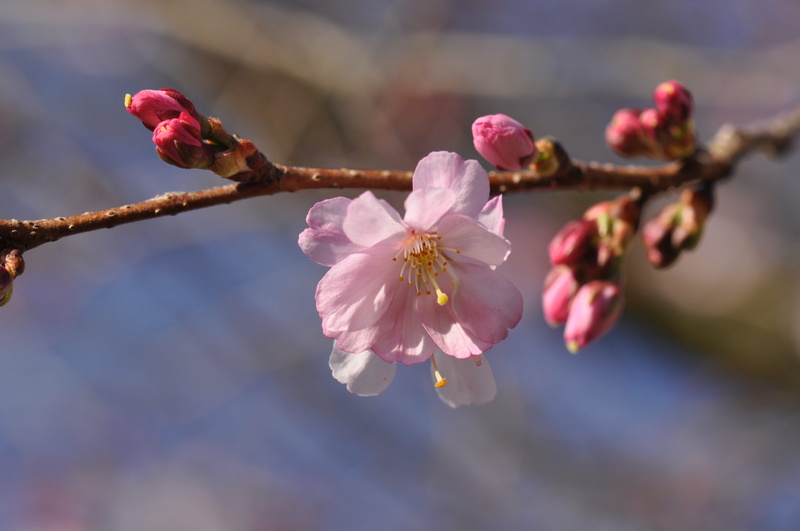 nature, prunus, pink color, pink, growth, beauty in nature, focus on foreground, germ, close-up, bloom, branch, cherry tree, spring, twig, blossom, pestle