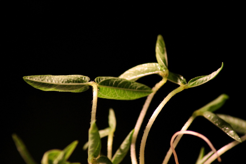 nature, germ leaves, animals in the wild, seedling, growth, animal wildlife, no people, plant stem, one animal, engine, black background, studio shot, healthy
