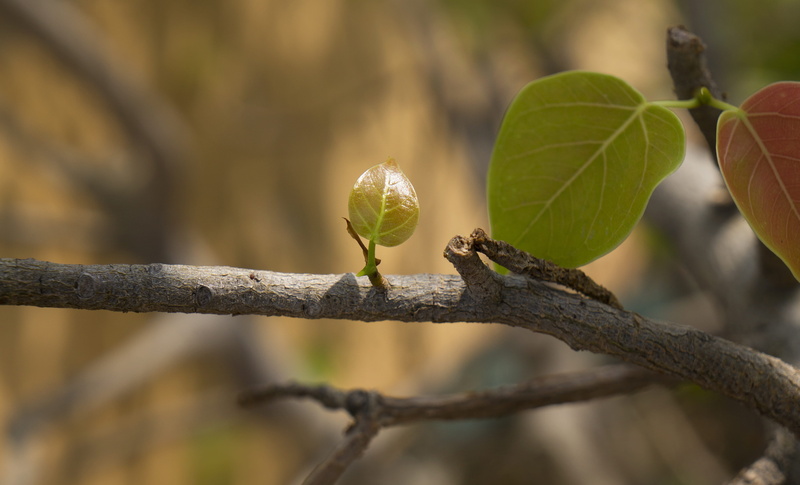 natural, plant, animal wildlife, animal, beauty in nature, focus on foreground, one animal, nature, day, branch, outdoors, young leaves, animals in the wild