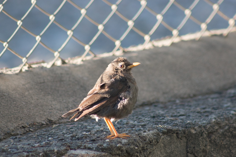 focus on foreground, chainlink fence, small, fence, 5K, nature, bird, safety, boundary, no people, nice, animal wildlife, barrier, protection, pen, birds