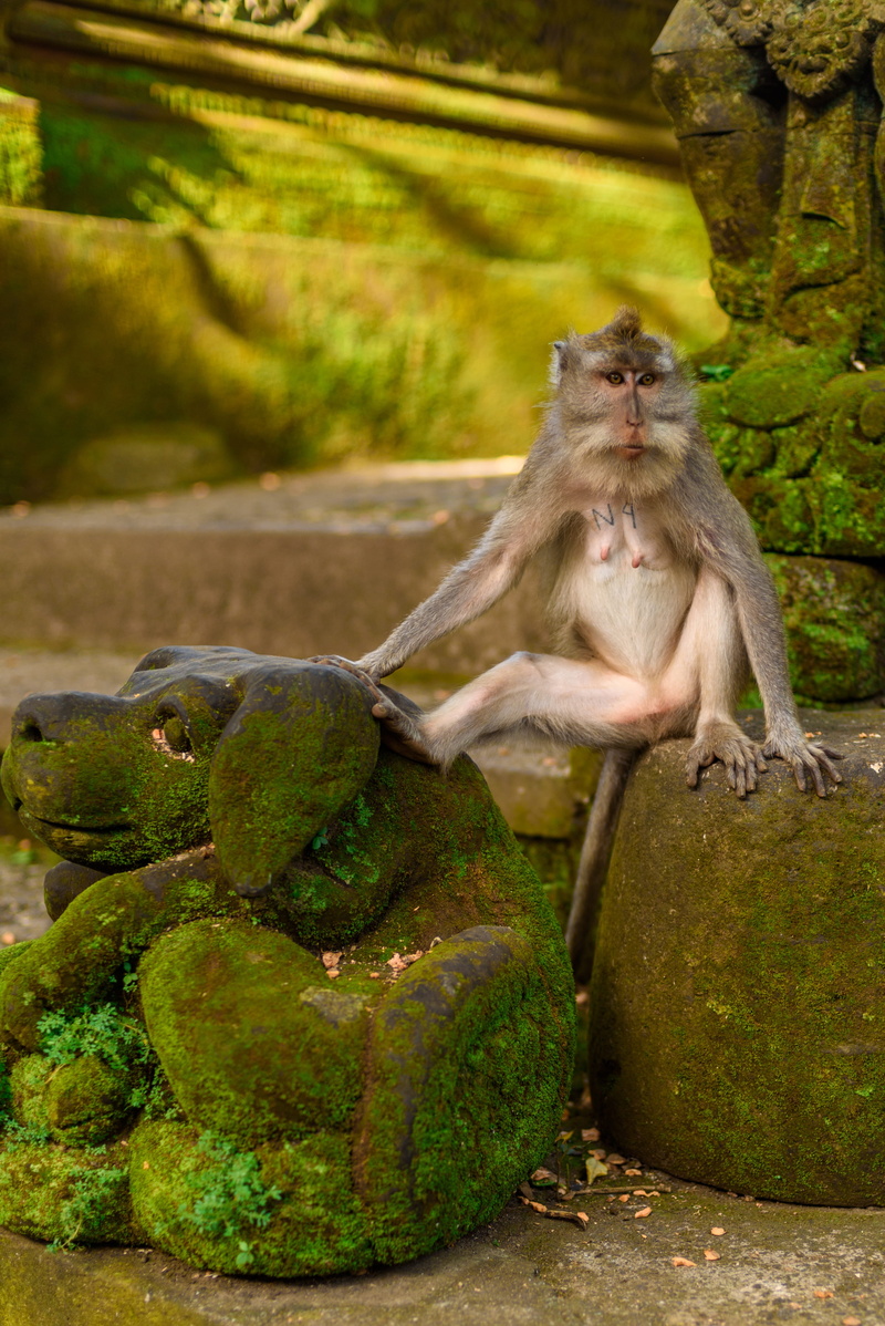 park, indonesia, day, monkey, reserve, tree, plant, mammal, sitting, forest, figure, vertebrate, 4K, sterilized, outdoors, statue, animal wildlife, wild