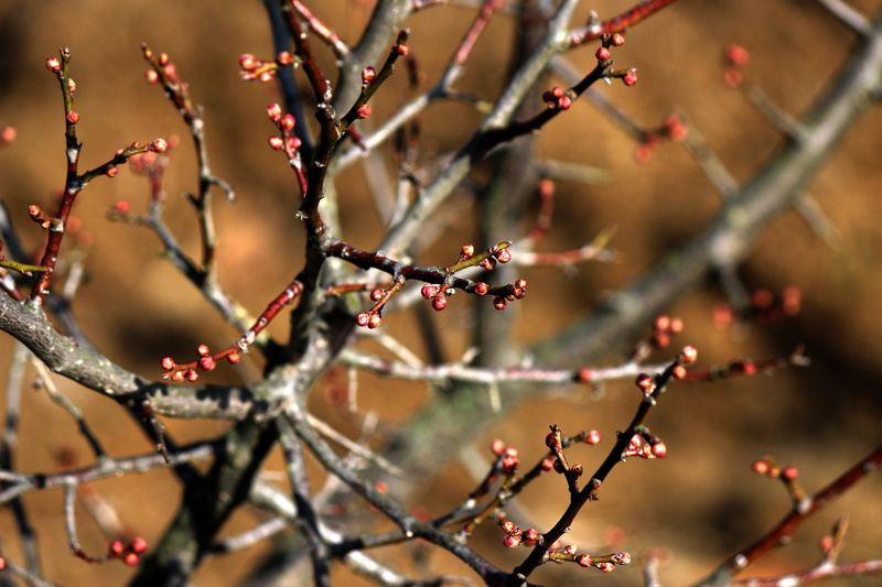 wood, selective focus, plum trees, branch, day, nature, food and drink, plum sprout, outdoors, spring, plant, growth, food, change, 5K, sterile, red, healthy eating
