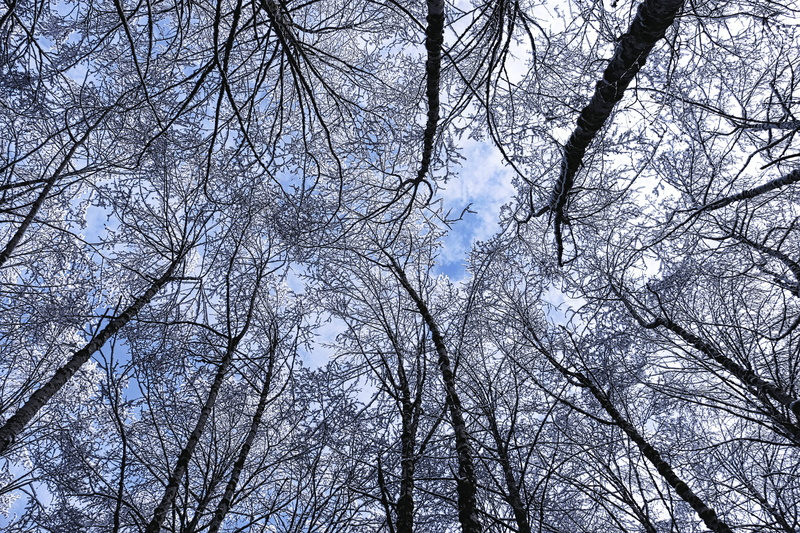 tree trunk, winter, tranquility, directly below, bare tree, no people, day, trunk, growth, 4K, plant, branch, mountain loop highway, sky, low angle view