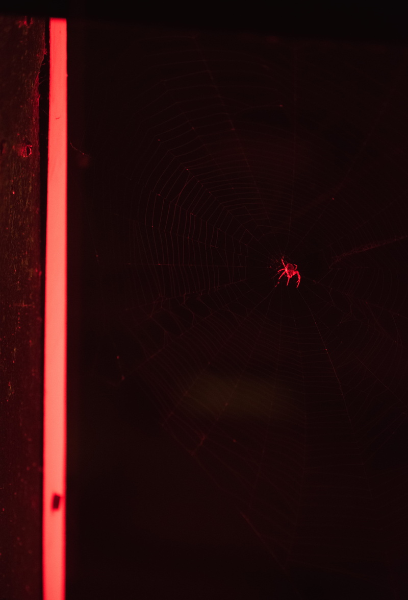 black background, nature, web, lighting, 5K, spider, neon, invertebrate, insect, macro, magnificent mile, red, chicago, close up, united states, connection