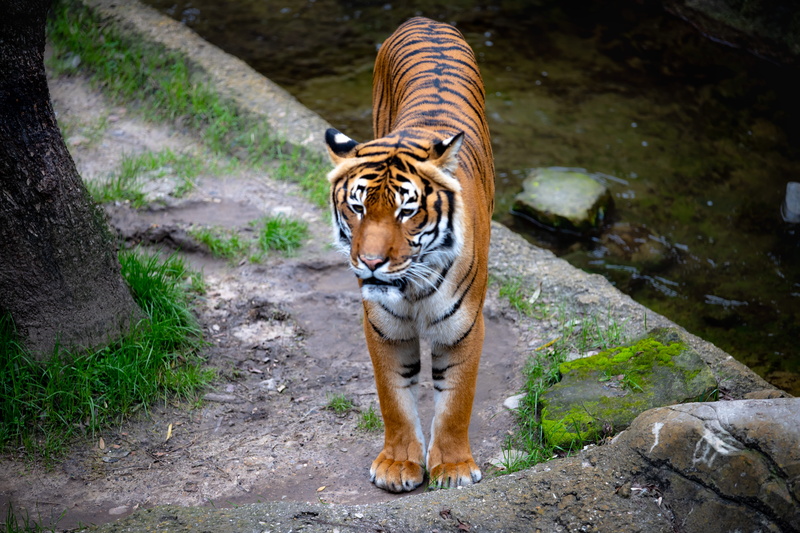 plant, eating, reptile, orangutan, no people, undomesticated cat, wild, animal themes, animal, mammal, Tiger, carnivora, outdoors, 5K, feline, one animal