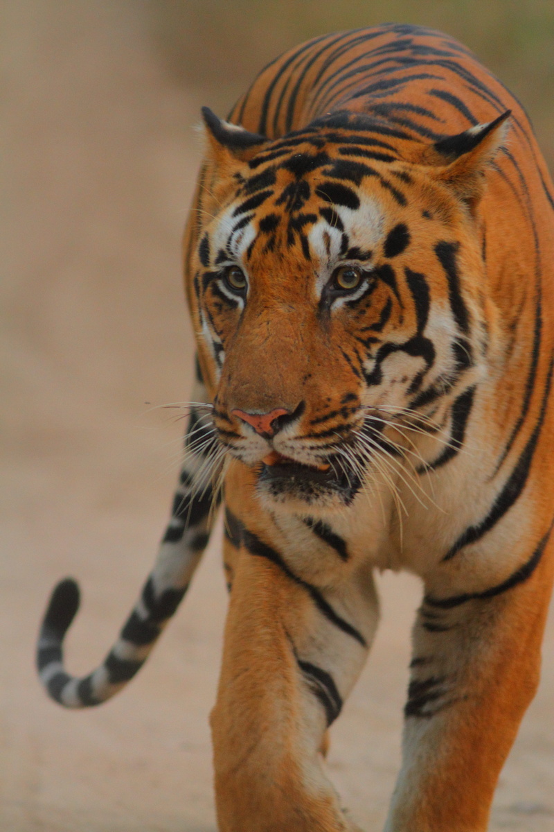 clothing, sea life, focus on foreground, endangered species, big cat, running shoe, animal head, tiger, food, zebra, close, box turtle, animals in the wild