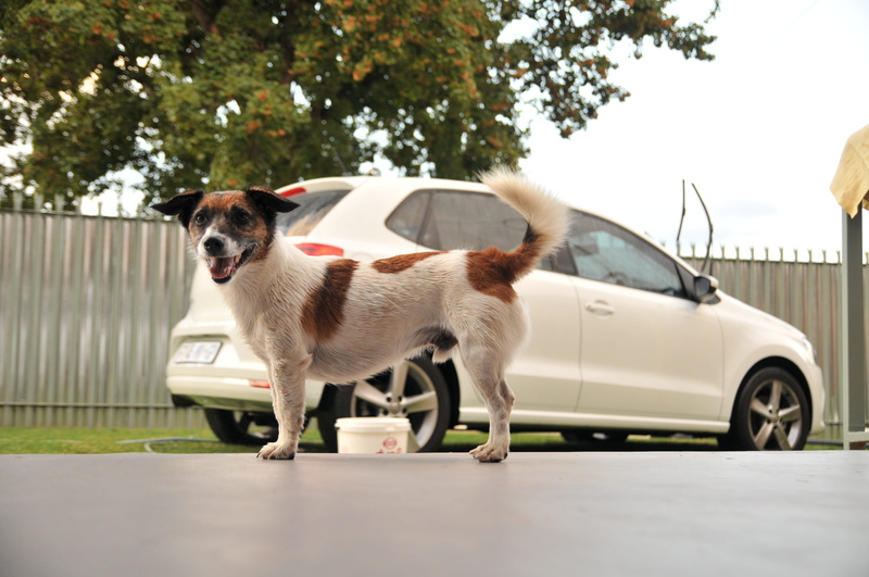 dogs, vertebrate, canine, motor vehicle, domestic animals, full length, domestic, transportation, mode of transportation, pretoria, nature, dog, silverton
