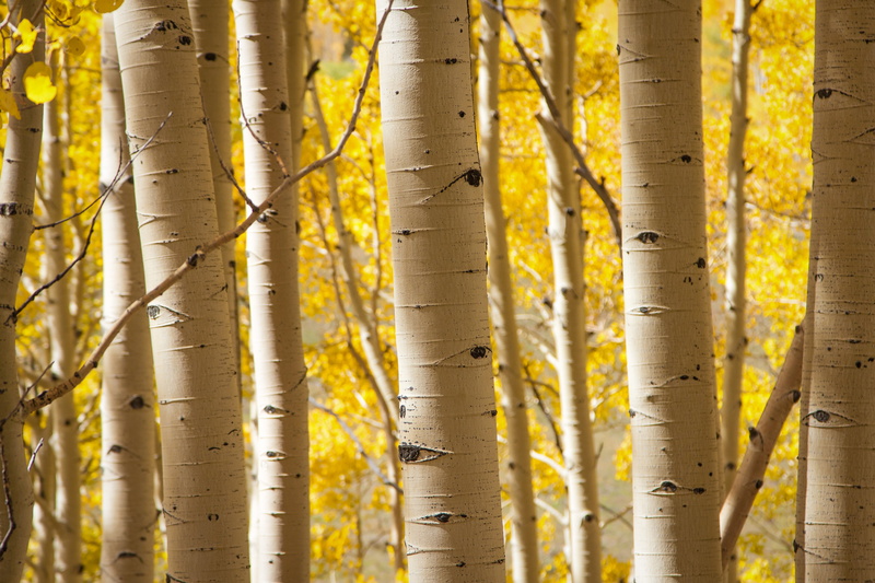 4K, branch, forest, Icebox, tree trunks, Explored, season, outdoors, Colorado, Tags, Telluride, Silverton, DMU, tree, Mountains, woodland, nature, Landscapes