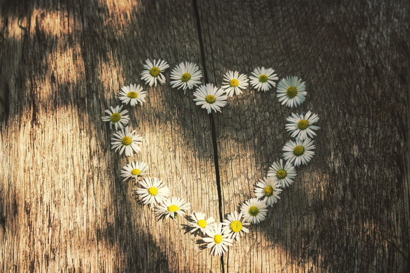 daisies, fragility, nature, flower head, white, day, wood - material, decoration, flower, flowers, art, yellow, design, 5K, wood, indoors, freshness, beauty in nature
