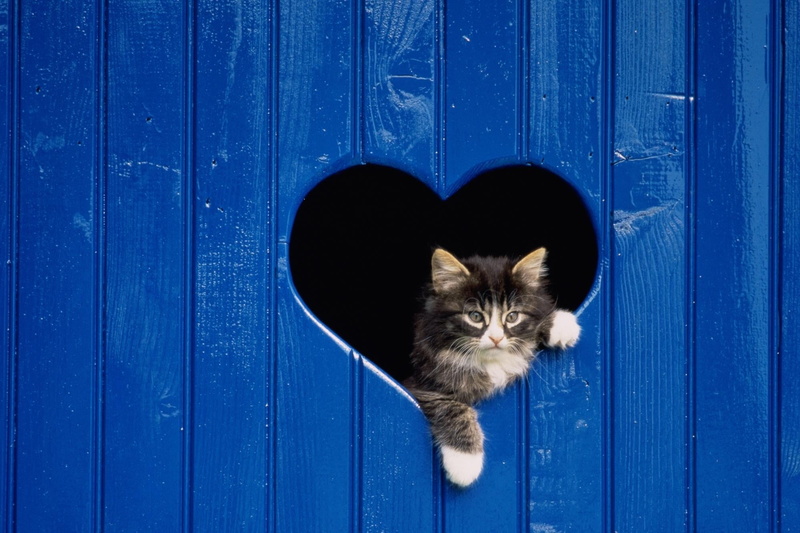 feline, gray, heart, animal Eye, door, beautiful, one Animal, white, mammal, close-up, fur, looking, animal, 1080P, boundary, kitten, wooden, curiosity
