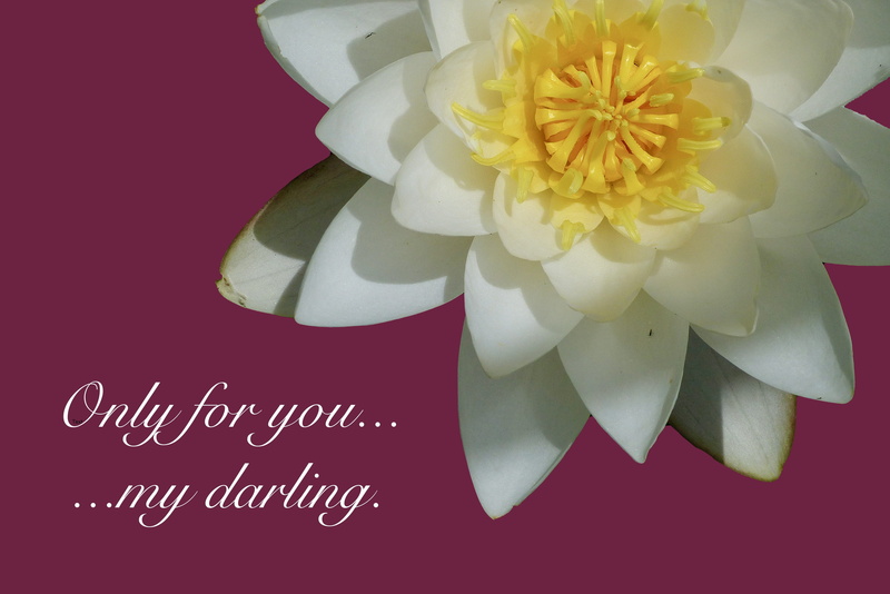 beauty in nature, close-up, flower arrangement, 4K, water lily, fragility, white color, saying, studio shot, vulnerability, no people, nature, colored background