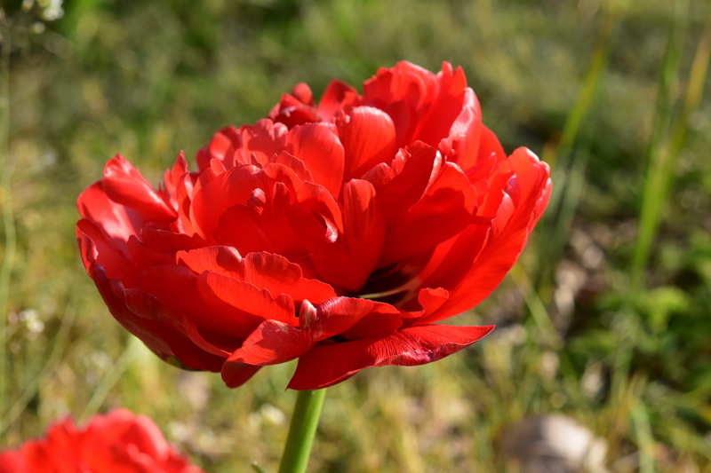 red, tulip, field, freshness, outdoors, flowering plant, focus on foreground, sunlight, red flower, plant, flower, inflorescence, no people, beauty in nature