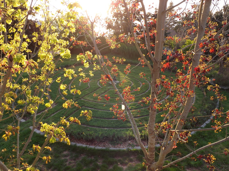 tranquil scene, day, field, plantation, landscape, sunlight, no people, scenics - nature, winemaking, outdoors, labyrinth, buddha, food and drink, beauty in nature