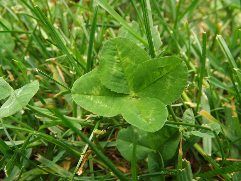 nature, green color, land, united states, outdoors, four leaf clover, field, water, growth, no people, plant part, grass, wet, day, 4K, drop, leaf, raindrop