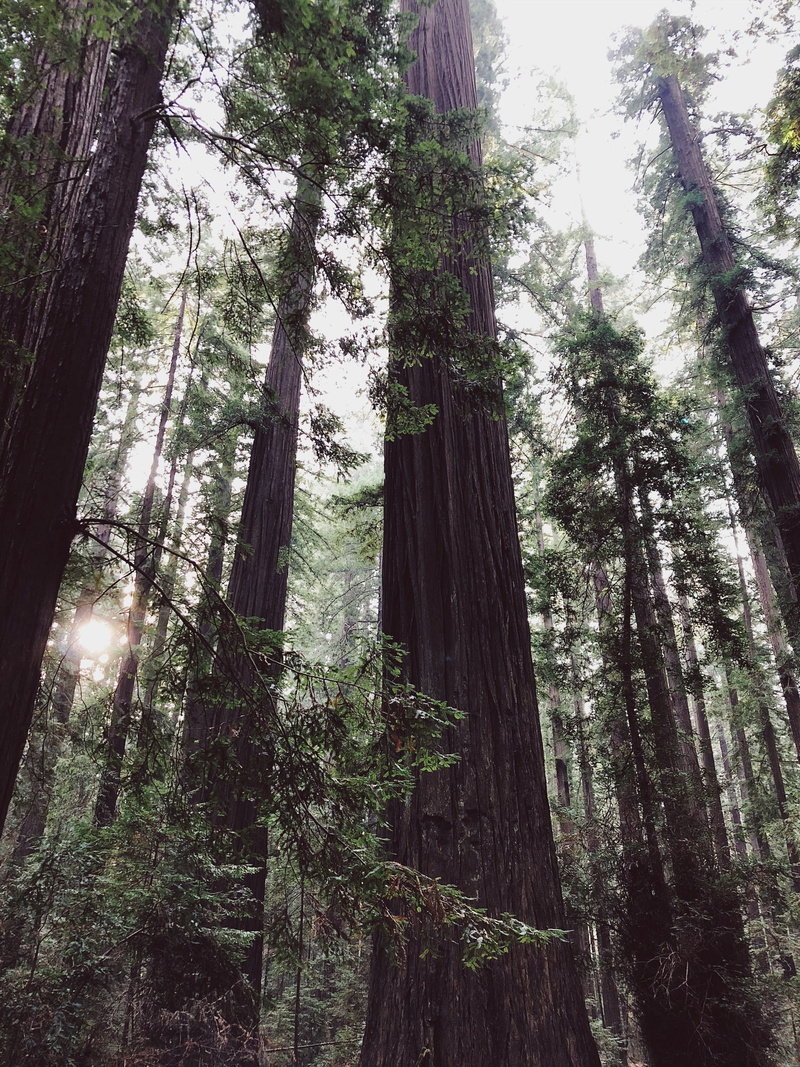 green, california, trunk, scenics - nature, redwoods, beauty in nature, forest, founders grove (rest stop), nature, outdoors, growth, land, tall - high