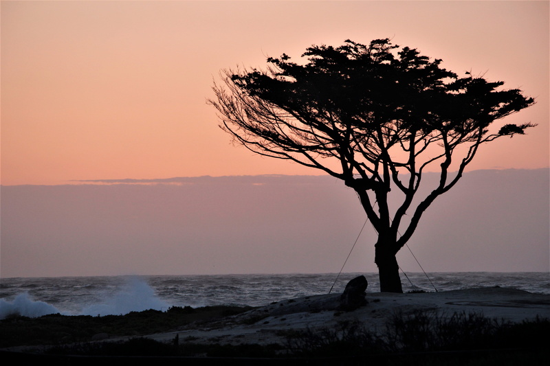 tree, land, plant, no people, sky, outdoors, environment, nature, pacific grove, scenics - nature, horizon over water, horizon, silhouette, beach, tranquility