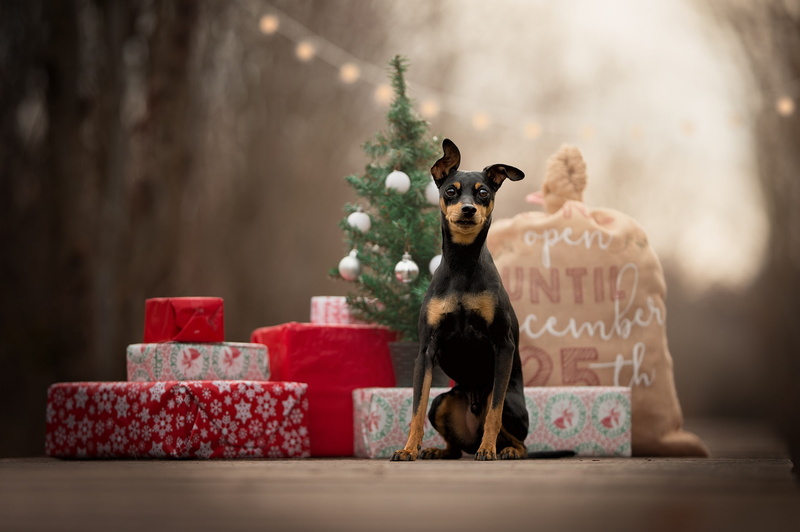 gifts, bag, doggie, tree, dog, 1080P, Miniature Pinscher