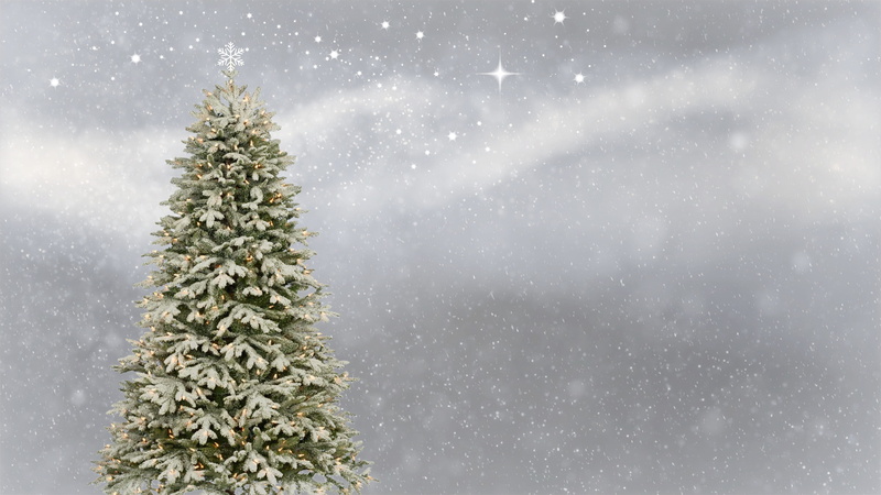 green, christmas, fir tree, festive, lichterkette, scenics - nature, fir green, sparkle, pine tree, christmas greeting, no people, atmospheric, white, texture