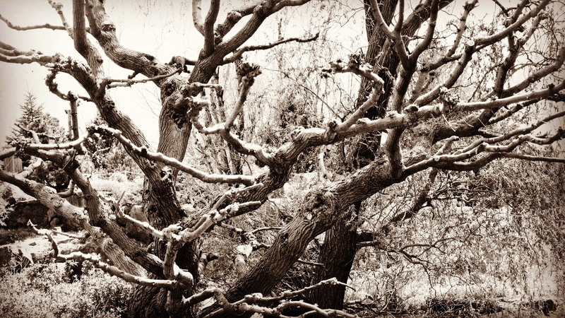 day, plant, tranquility, Branch, sunlight, outdoors, low angle view, Tree, Nature, sky, tree, growth, forest, shrub, tree branches, land, trunk, tranquil scene