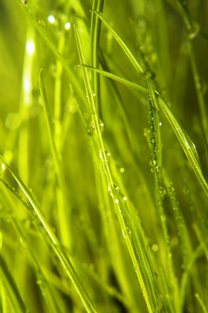 tortuous, spring, field, day, fly, meadow, driblet, up, 4K, water, clear, close, purity, environment, macro, domestic, drop, sward, green, herb, freshness