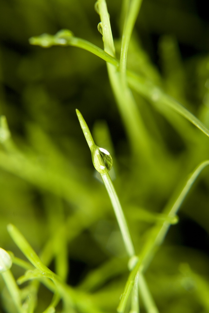 plant, blade of grass, purity, driblet, tortuous, focus on foreground, domestic, 4K, blade, selective focus, sprinkling, wet, sward, eco, environment