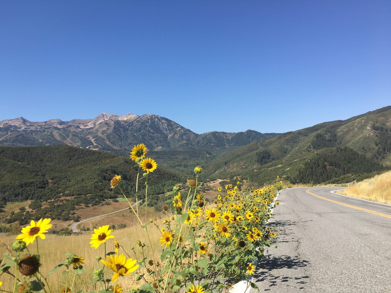 land, wasatch, mountain range, tranquil scene, plant, arid climate, flower, sky, huntsville, no people, day, transportation, clear sky, scenics - nature
