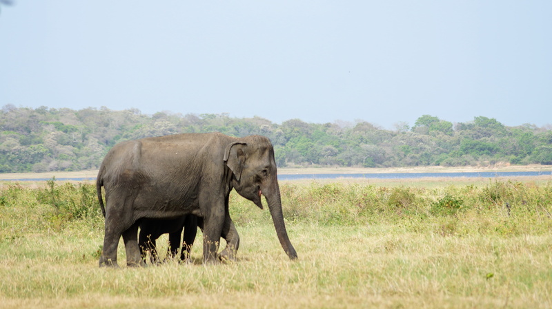 habarana, elephant, landscape, animal themes, animal trunk, 5K, one animal, animals in the wild, mammal, animal, plant, outdoors, nature, side view, environment