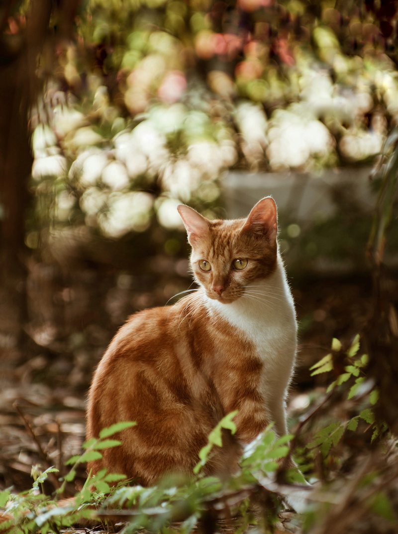 domestic cat, china, animal themes, outdoors, ginger cat, domestic, domestic animals, feline, vertebrate, sitting, land, 3388 sichen hwy, selective focus