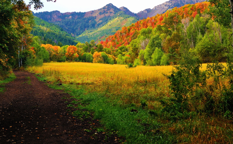 scenics - nature, land, Trees, field, autumn collection, idyllic, day, forest, no people, Provo, change, beauty in nature, Photography, non-urban scene