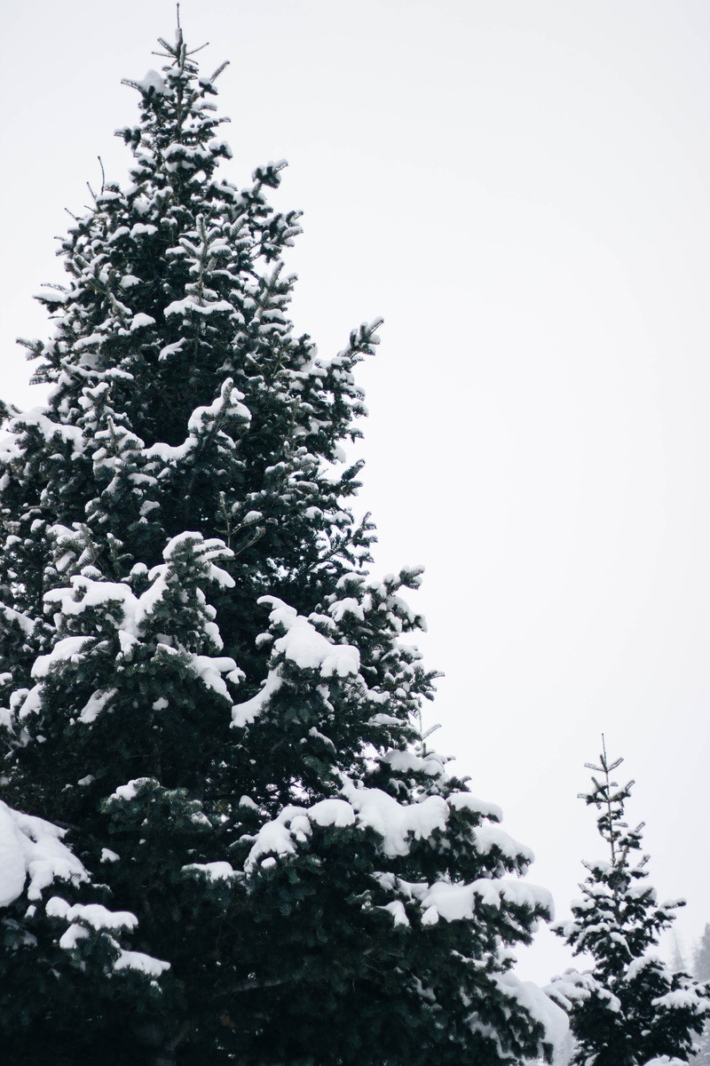 no people, tranquil scene, trees, provo canyon, winter, orem, clear sky, utah, pine tree, 4K, snowtrees, low angle view, explore, coniferous tree, tranquility