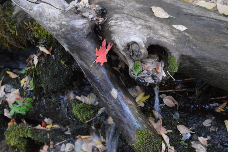 land, close-up, plant, river, high angle view, nature, fall, animal themes, provo, animal, 4K, animal wildlife, log, outdoors, messy, big springs park