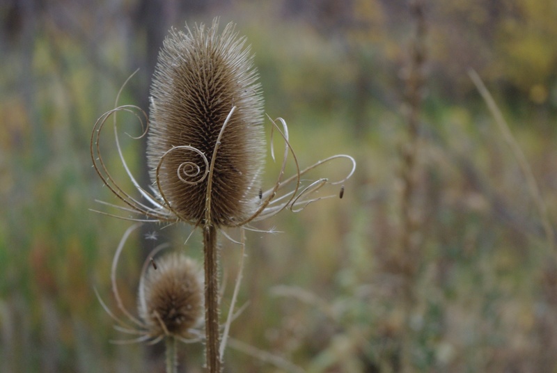 dried, plant, no people, canyon, field, fall, land, beauty in nature, utah, tranquility, flowering plant, fragility, autumn, dry, nature, plant stem, provo canyon