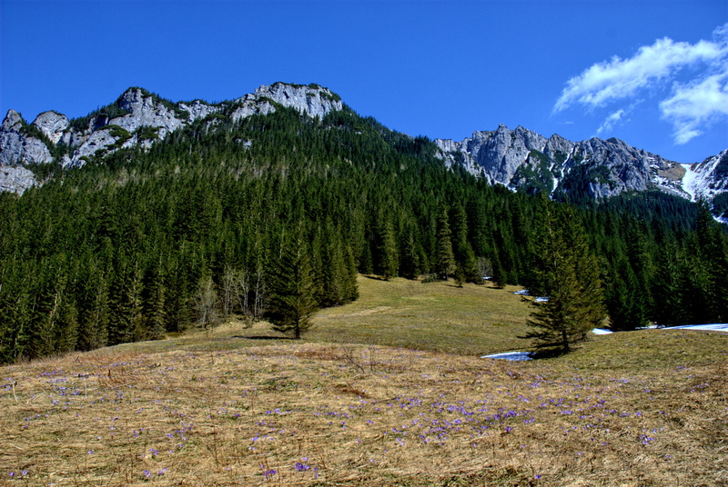environment, beauty In Nature, kościeliska valley, tree, landscape, lake, rocky Mountains, tranquil scene, land, Tatry, pine woodland, spring, Kościeliska